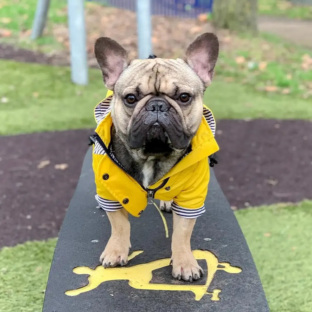 Classic Yellow Waterproof Raincoat