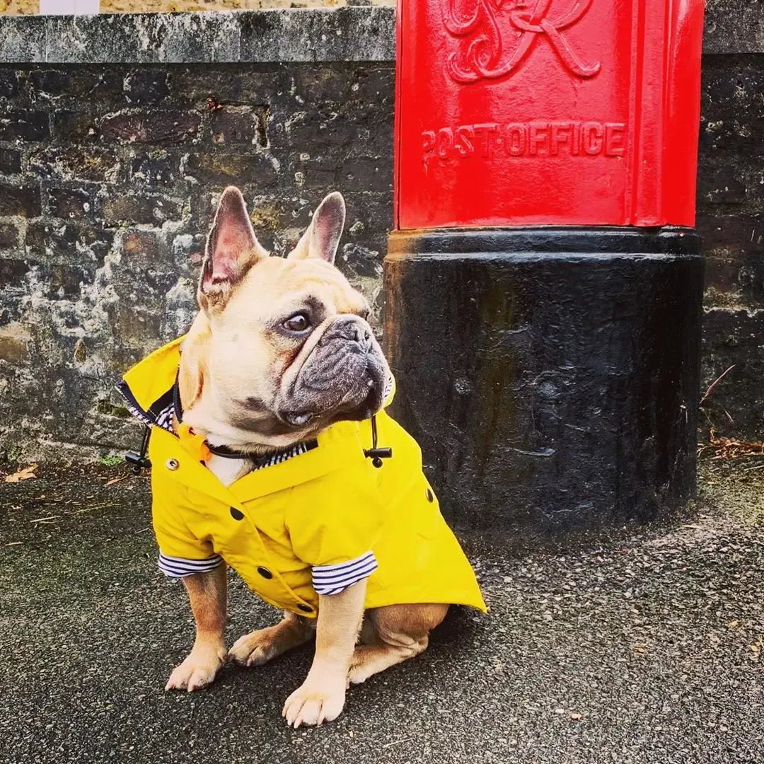 Classic Yellow Waterproof Raincoat